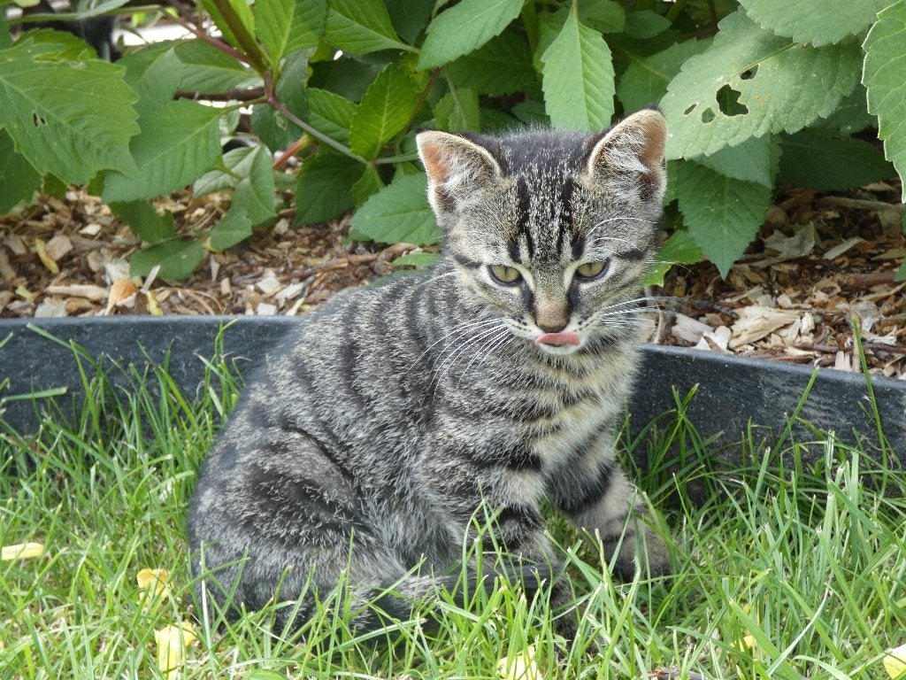 heerlijke makke, lieve kittens, Meerdere dieren, Kortharig, 0 tot 2 jaar