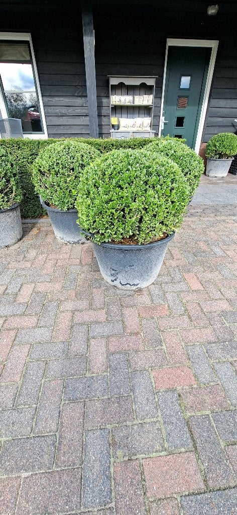 Buxus bollen in pot - Perfect voor tuin en terras, Vaste plant, Bloeit niet, Halfschaduw, Ophalen