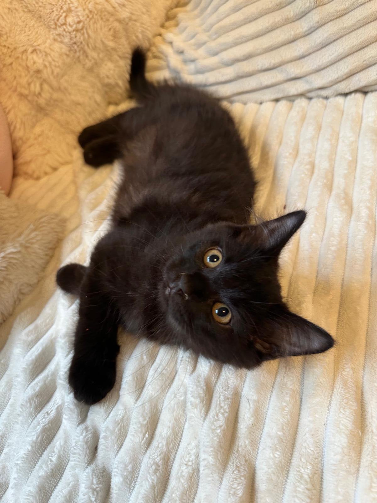 3 langharige mainecoon X birmaan kittens, Dieren en Toebehoren, Meerdere dieren, Ontwormd, 0 tot 2 jaar
