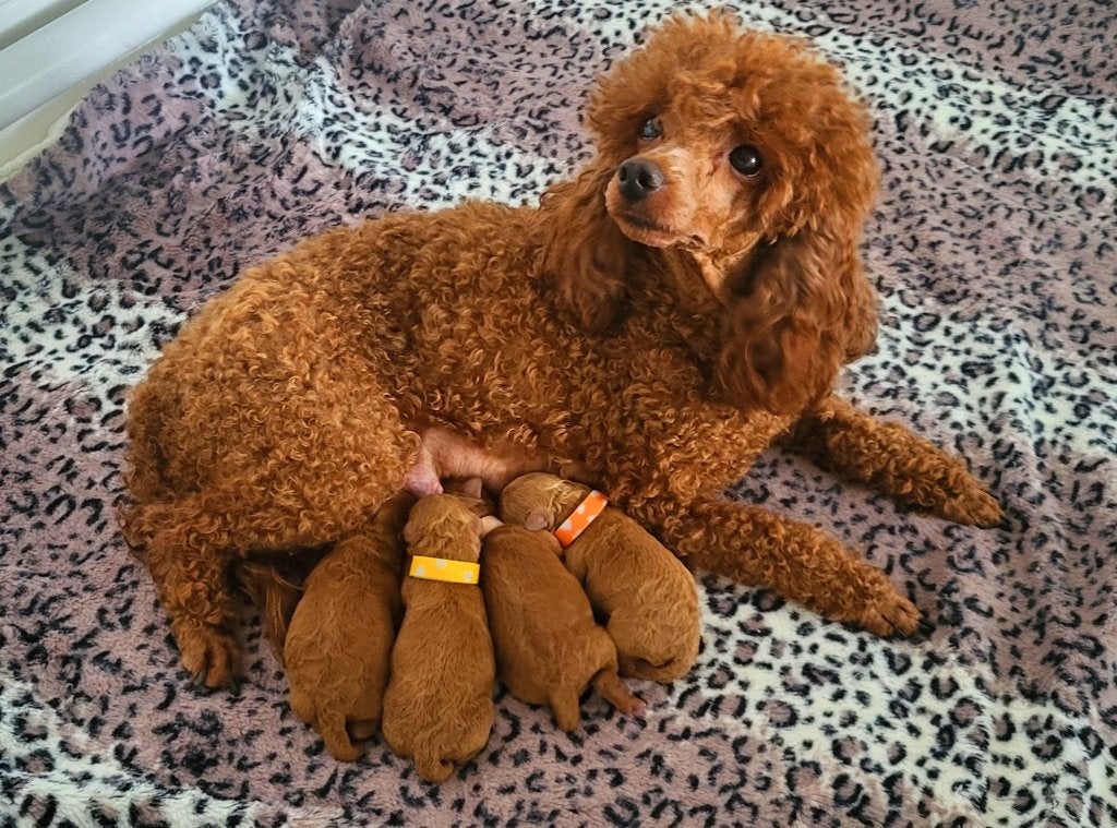 Toypoedel pups met FCI stamboom geboren, Poedel, Parvo, 8 tot 15 weken, Meerdere