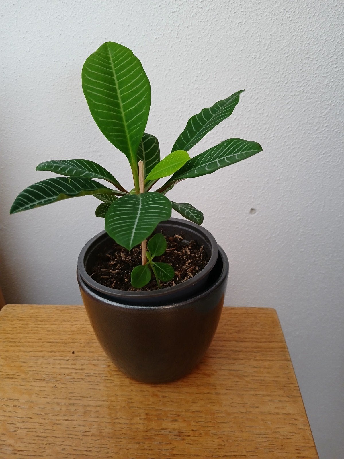 Madagascar Jewel kamerplant. Ophalen, Huis en Inrichting, Ophalen, Halfschaduw, Minder dan 100 cm