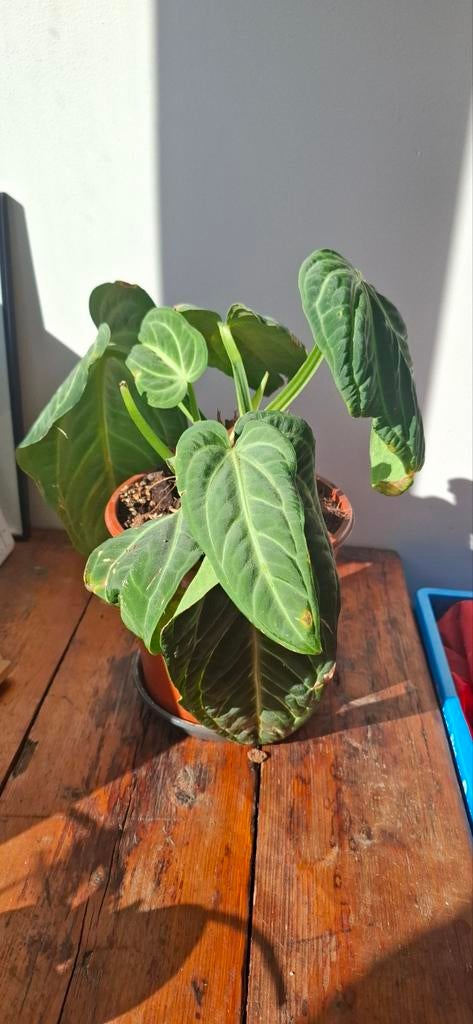 Anthurium Villenaorum, Ophalen of Verzenden, Overige soorten, Volle zon
