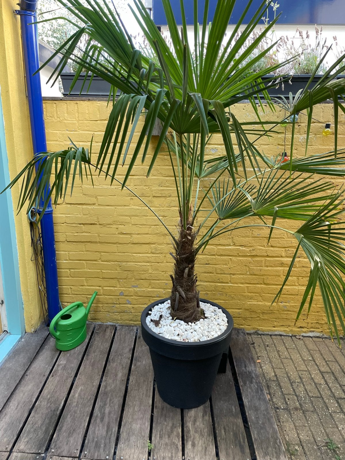 Trachycarpus Fortunei - Winterharde Palmboom, Tuin en Terras, Planten | Tuinplanten, Volle zon, Vaste plant, Bloeit niet, Ophalen