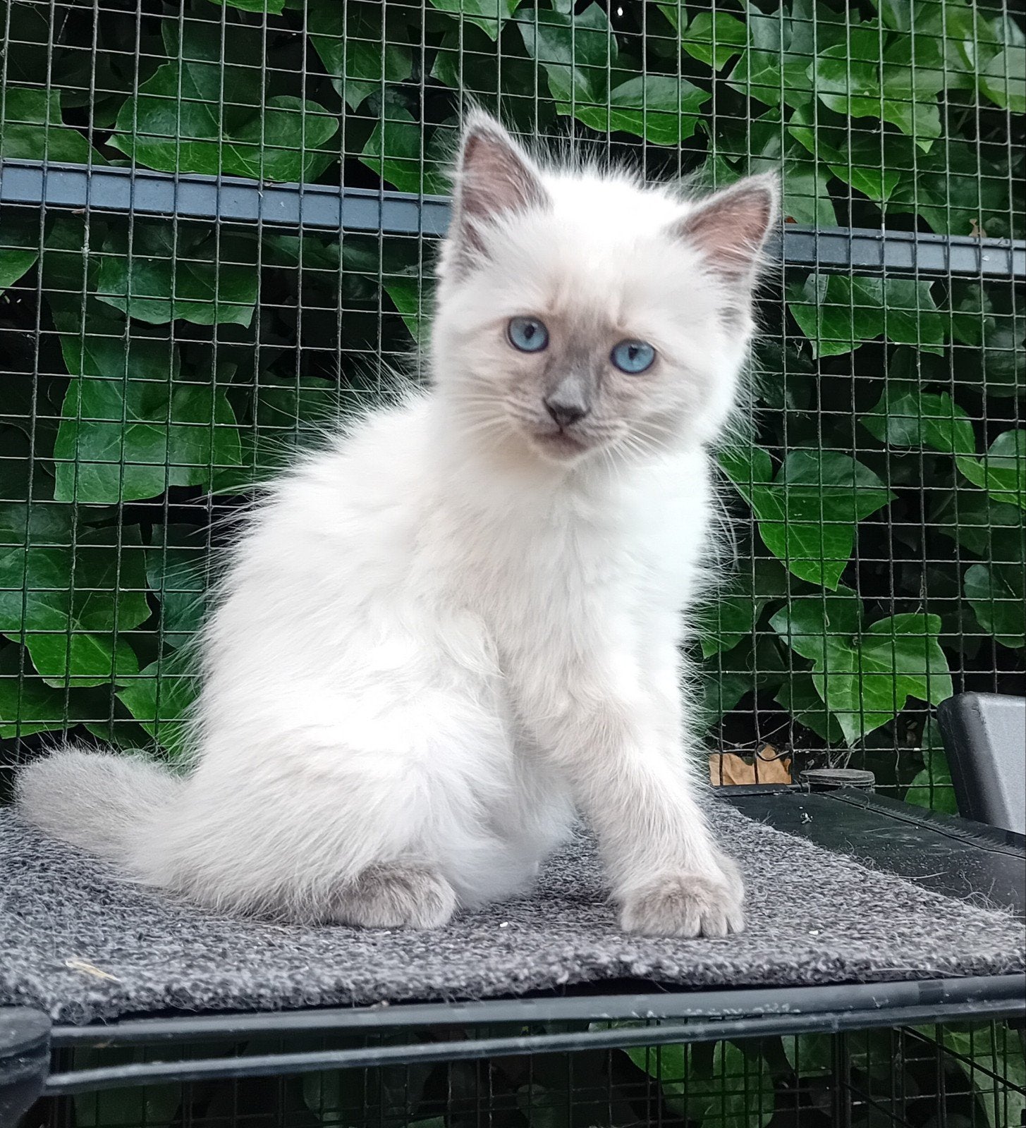 Lieve 100% Ragdoll kittens, Kater, Met stamboom