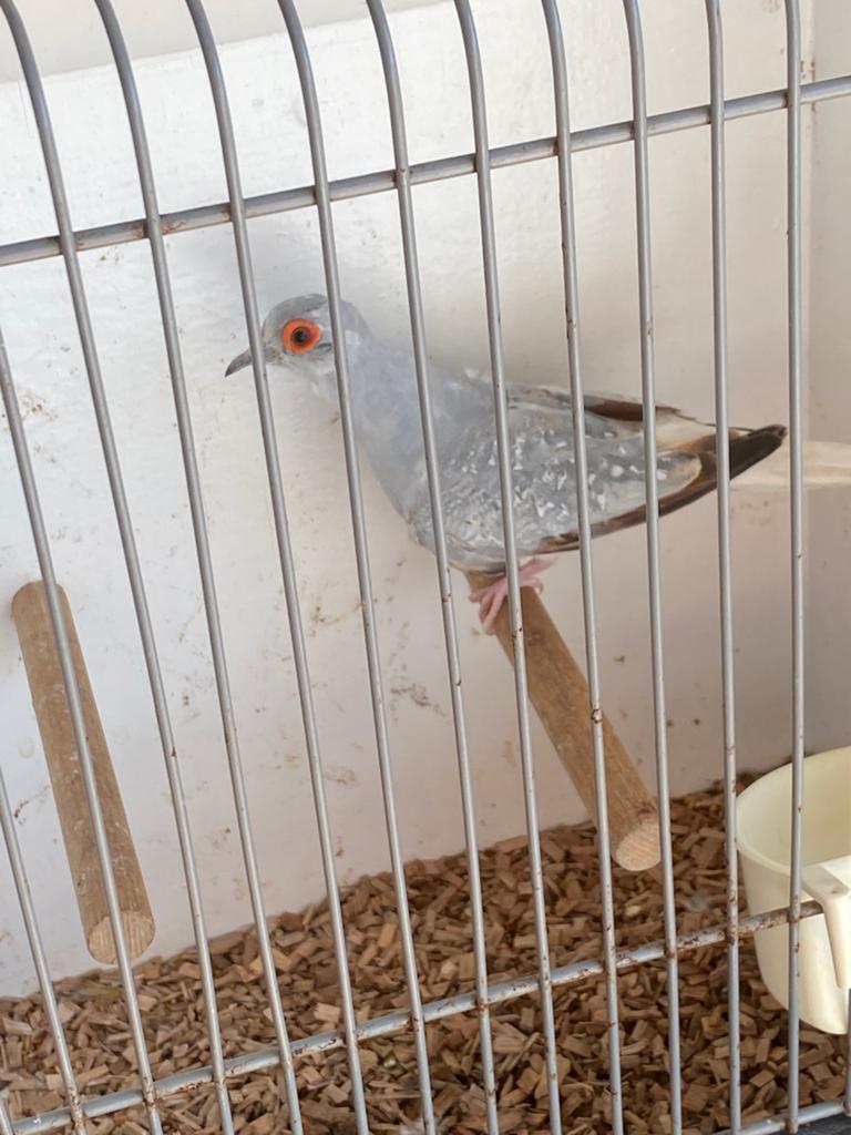 Diamantduif doffer, Dieren en Toebehoren, Mannelijk
