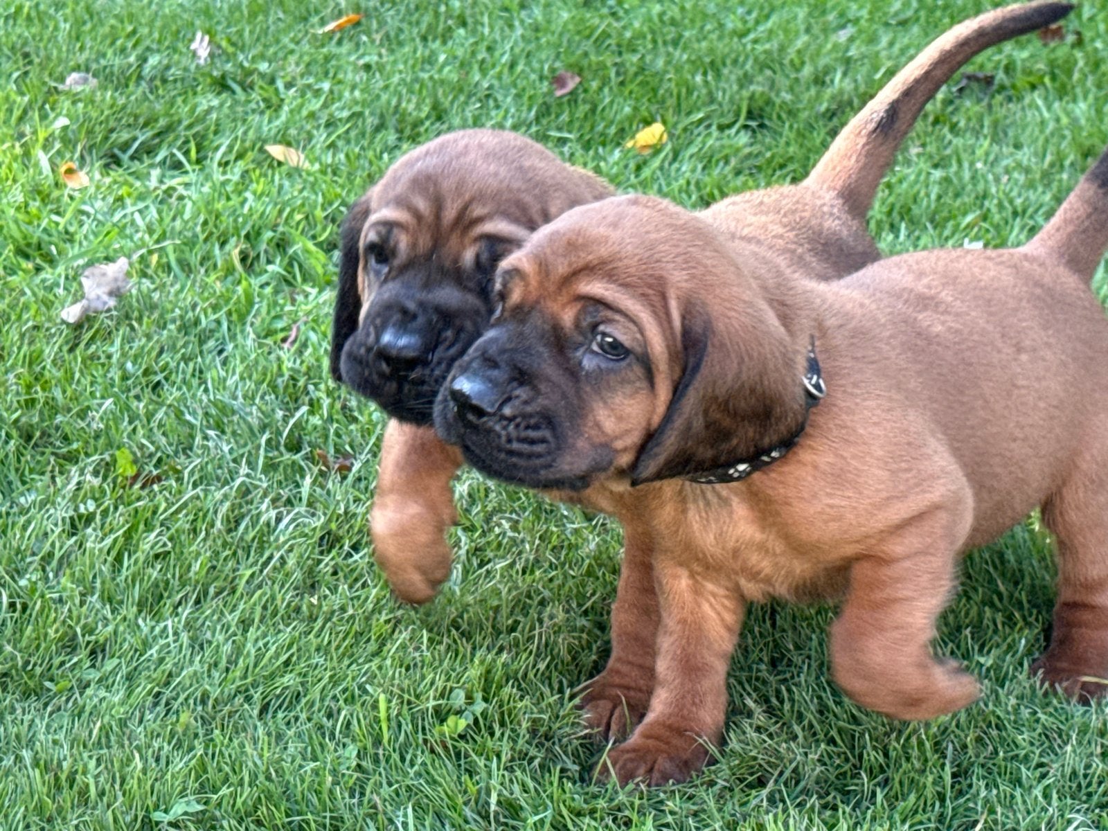 Prachtige Hanoveraanse Zweethond pups, Overige rassen, 8 tot 15 weken, Meerdere, Meerdere dieren