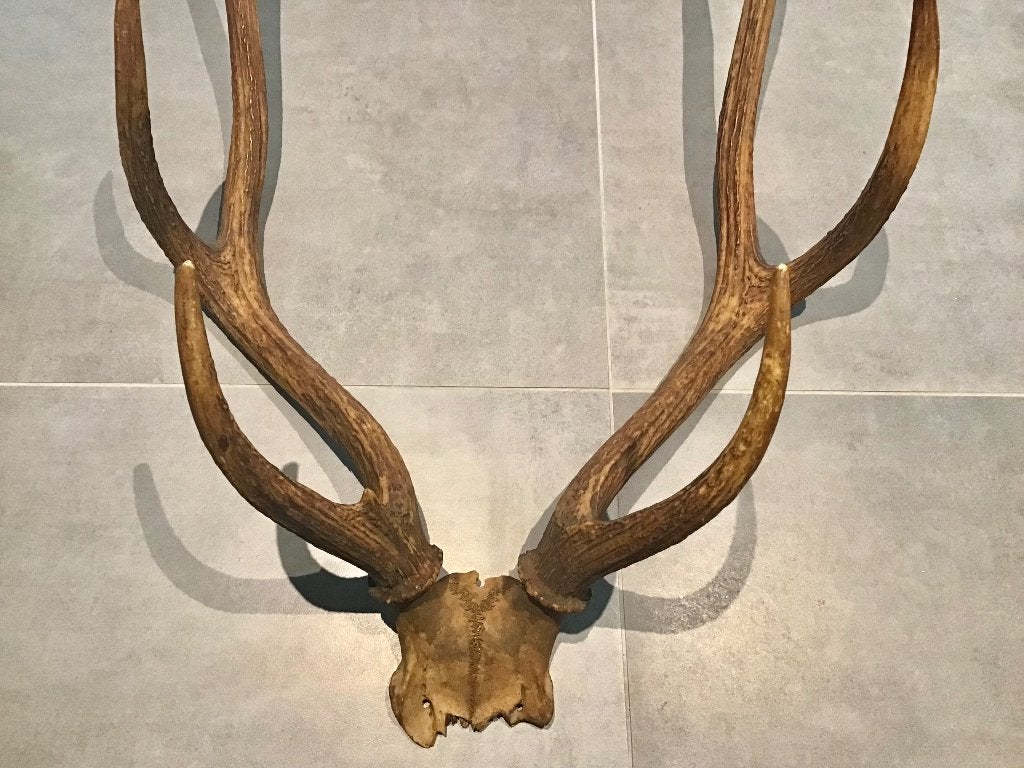 Gewei van een Edelhert, Ophalen of Verzenden, Gebruikt, Hert, Gewei of Kop