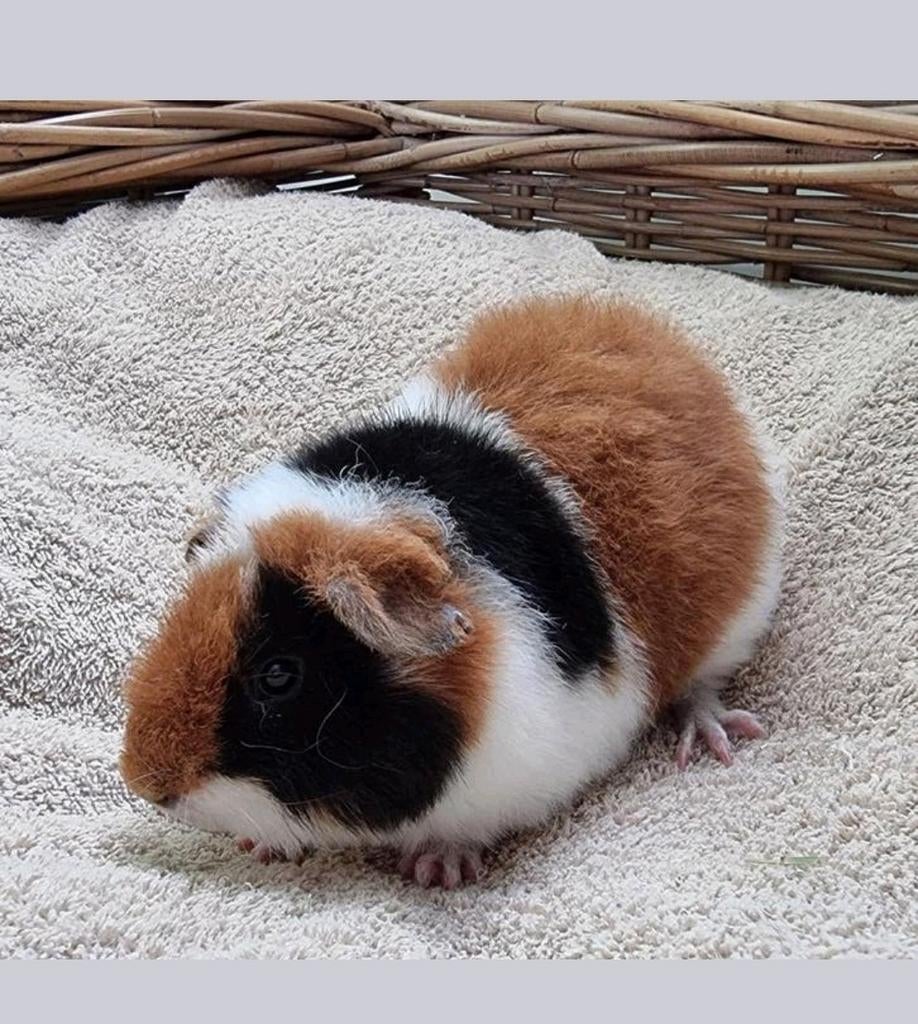 Cavia US Teddy, Maart, Mannelijk, Cavia