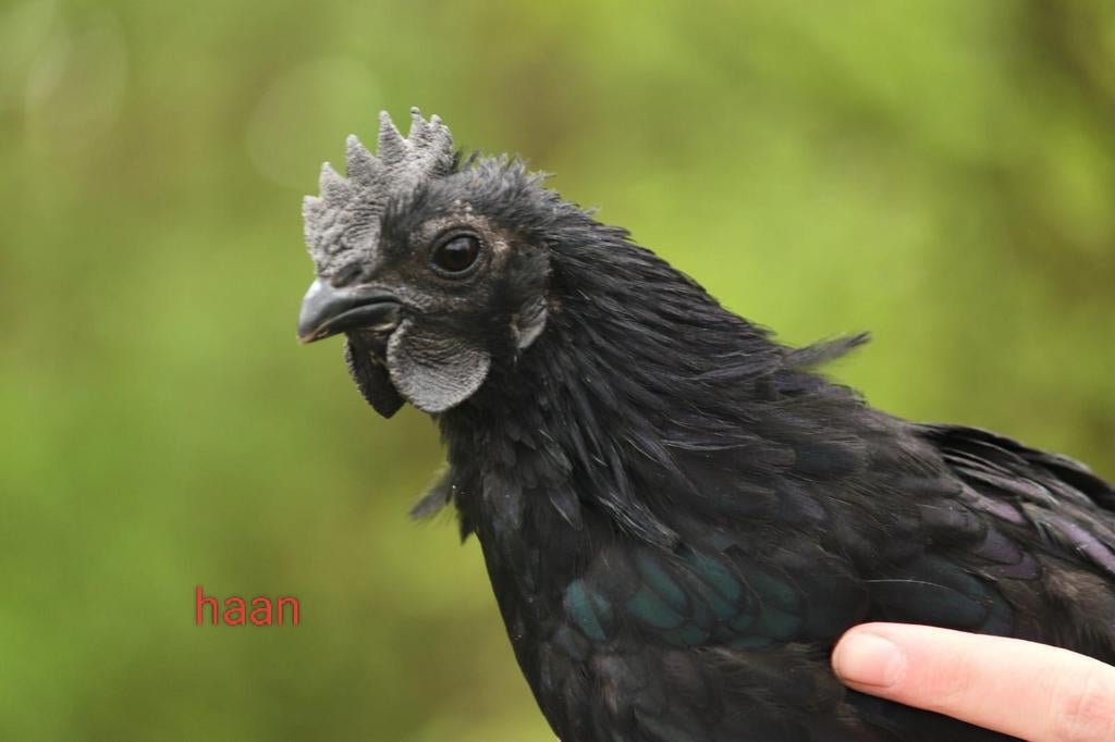Ayam cemani haan, Dieren en Toebehoren, Pluimvee, Meerdere dieren, Kip