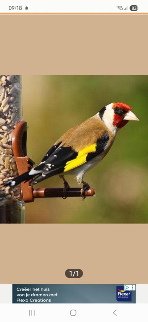 Gezocht putter pop, Dieren en Toebehoren, Vogels | Overige Vogels, Vrouwelijk, Wildzangvogel