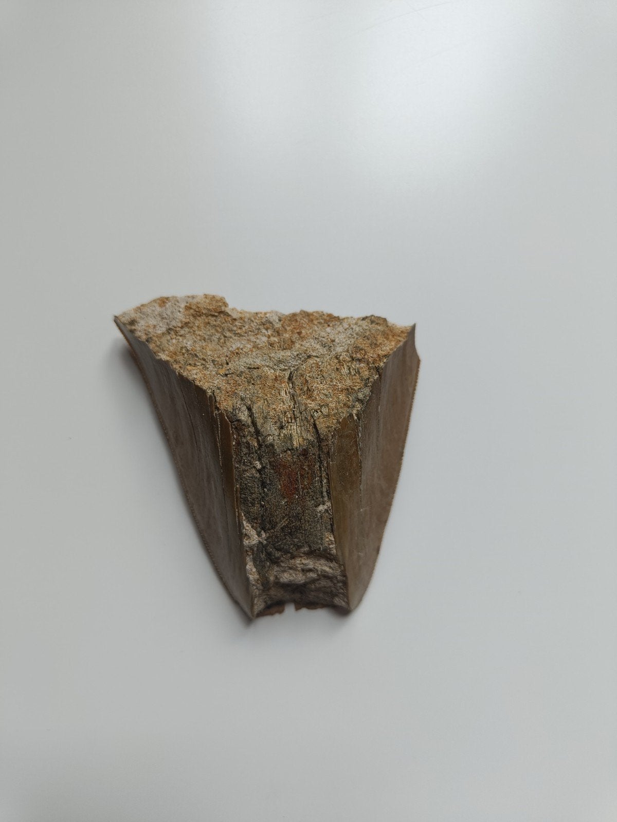 Megalodon tand - beschadigd fossiel, Ophalen of Verzenden, Fossiel