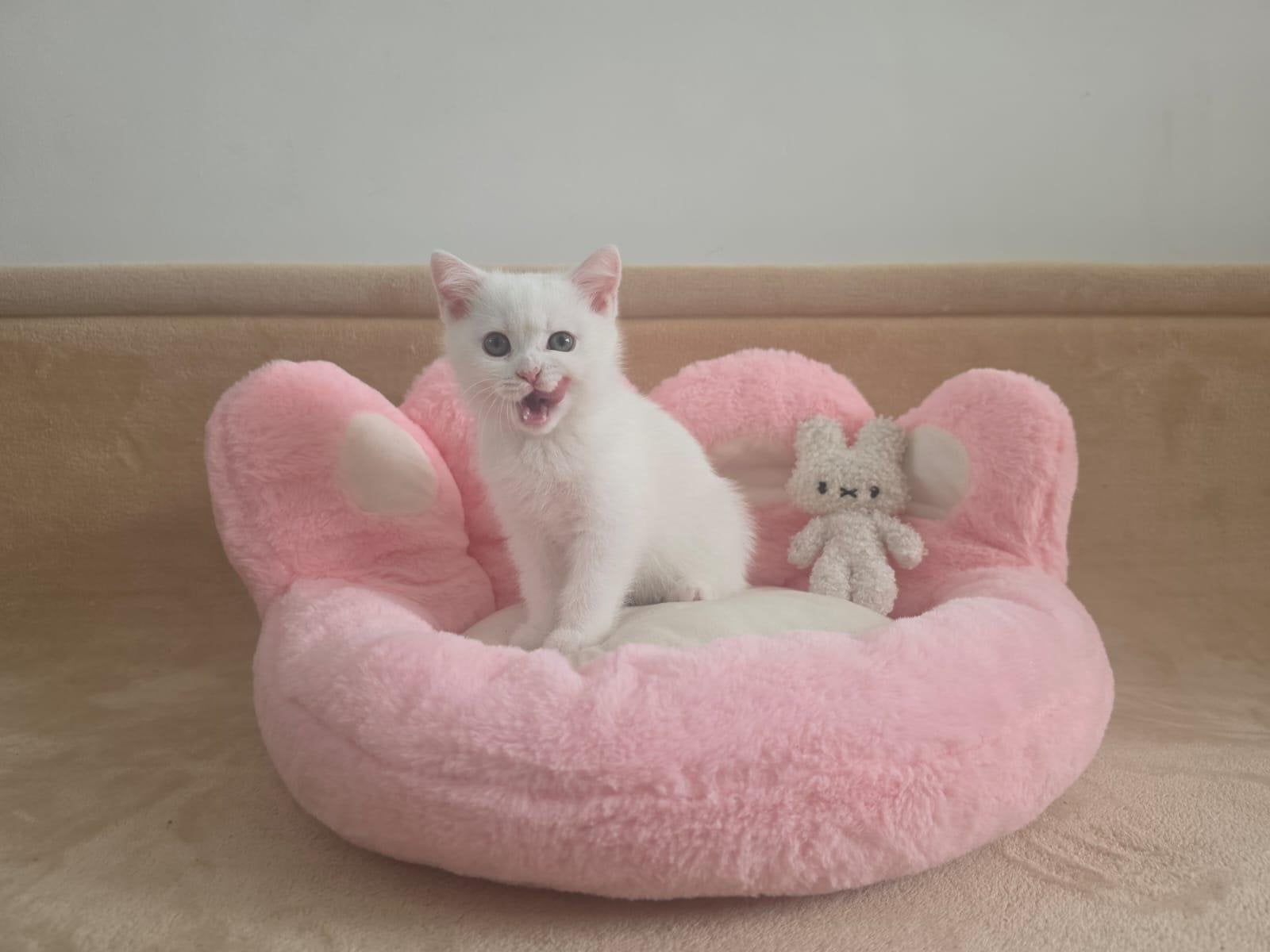 Britse Korthaar kittens te koop, Meerdere dieren, Ontwormd, 0 tot 2 jaar