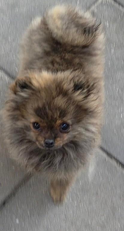 Dwergkees pomeranian pup teefje, volledig gevaccineerd, Dieren en Toebehoren, Honden | Poolhonden, Keeshonden en Oertypen, Keeshond