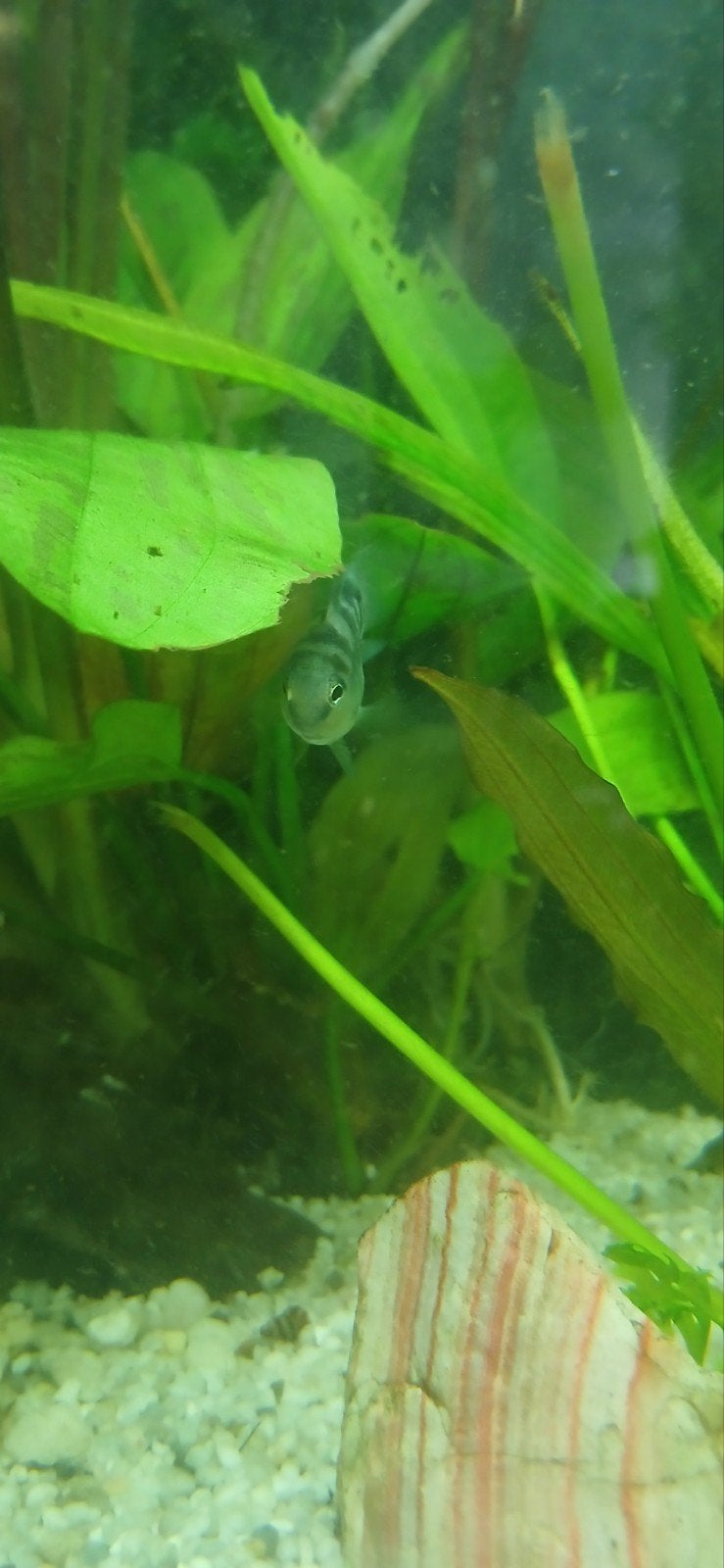 Polar Blue Parrot Cichlid, Vis, Zoetwatervis