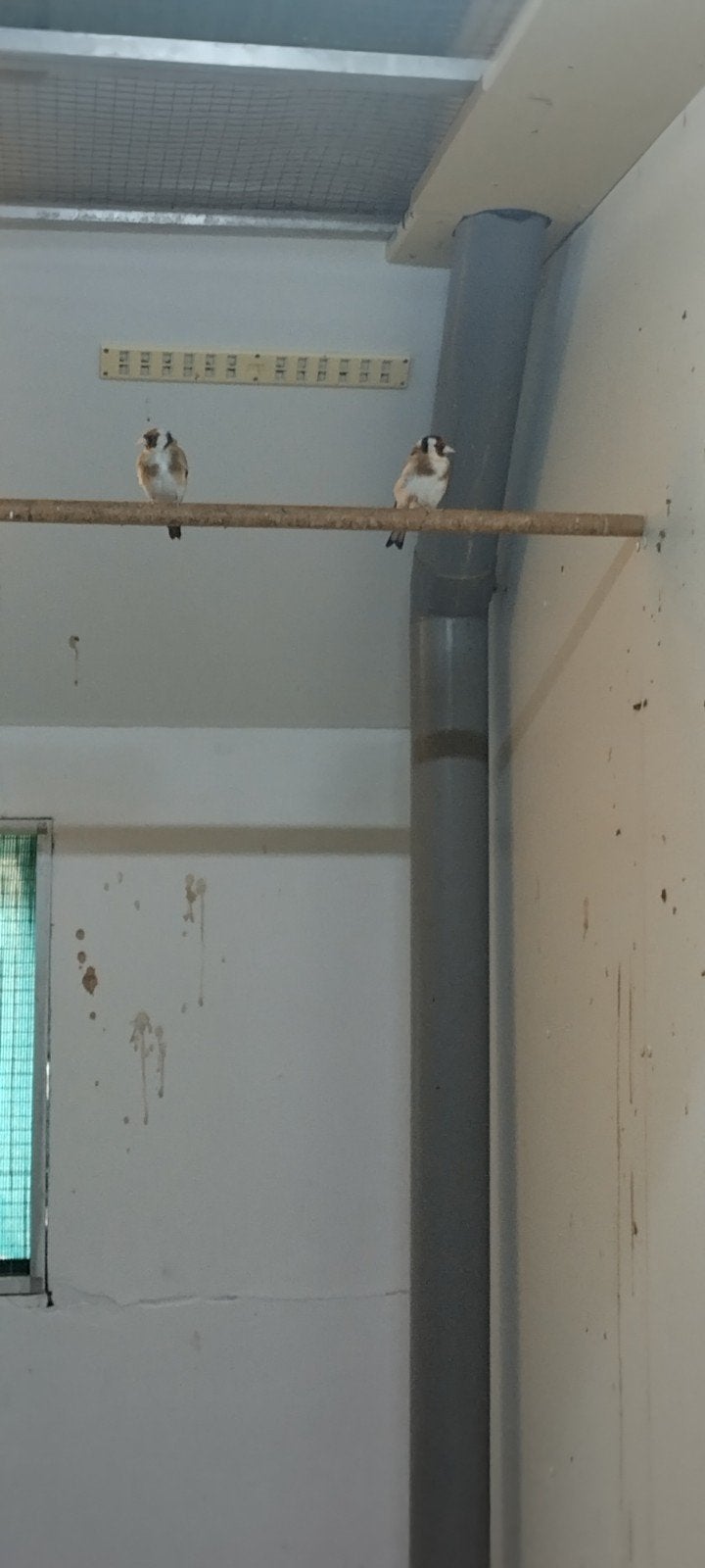 Major Putters, Dieren en Toebehoren, Vogels | Overige Vogels, Meerdere dieren, Wildzangvogel, Geringd