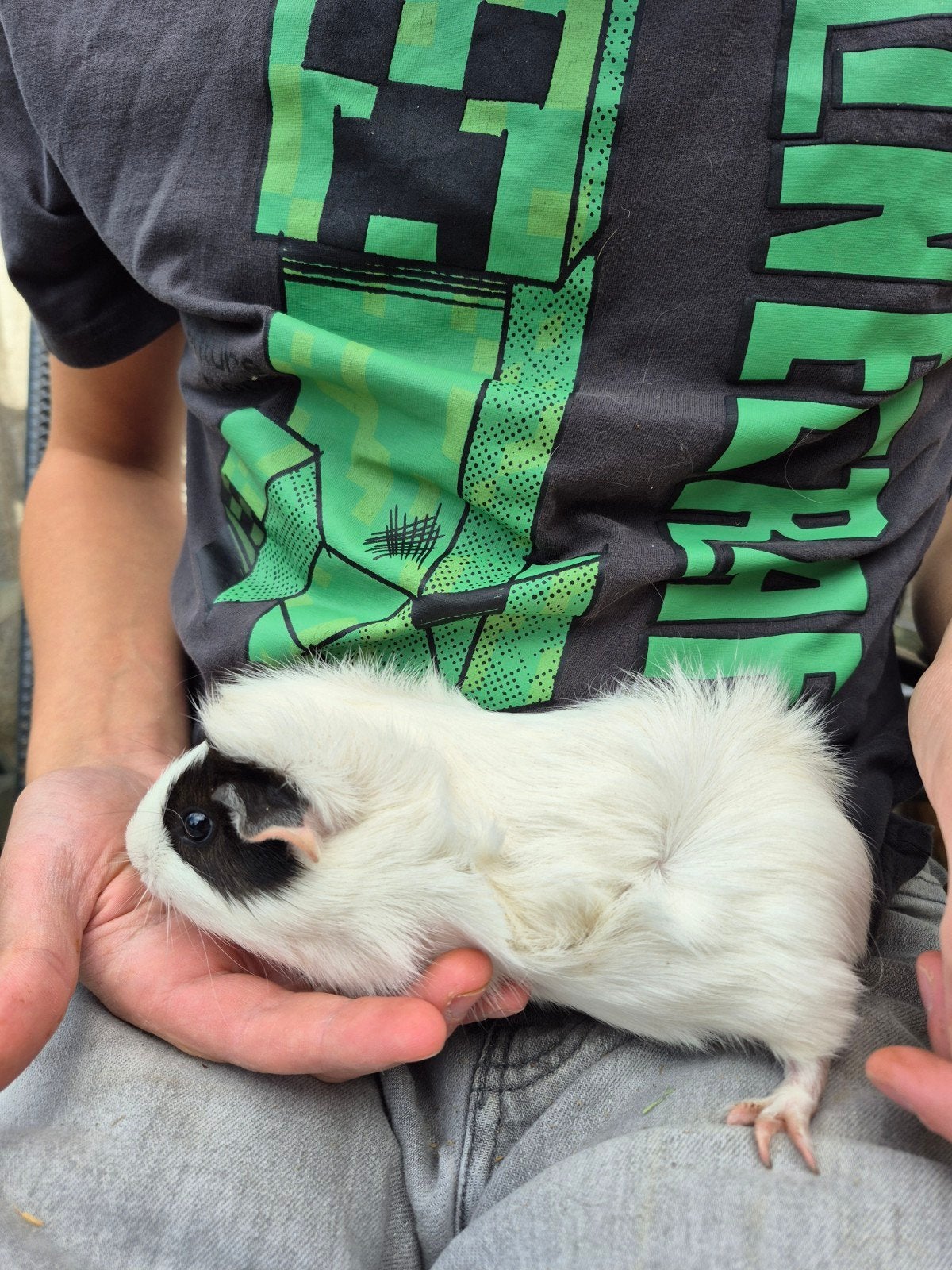 zeugje 29-5, Dieren en Toebehoren, Cavia, Vrouwelijk, Mei, Tam