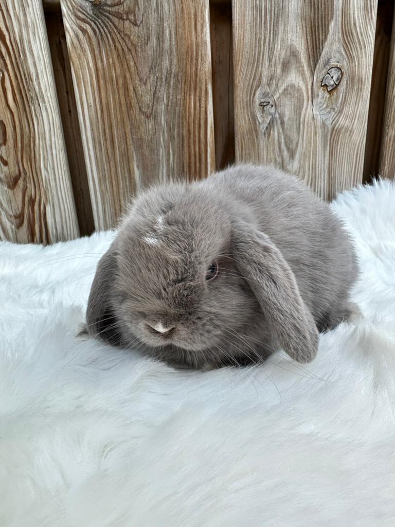 Prachtige mega lieve Minilop rammetje, Dieren en Toebehoren, Konijnen, Mannelijk, Dwerg