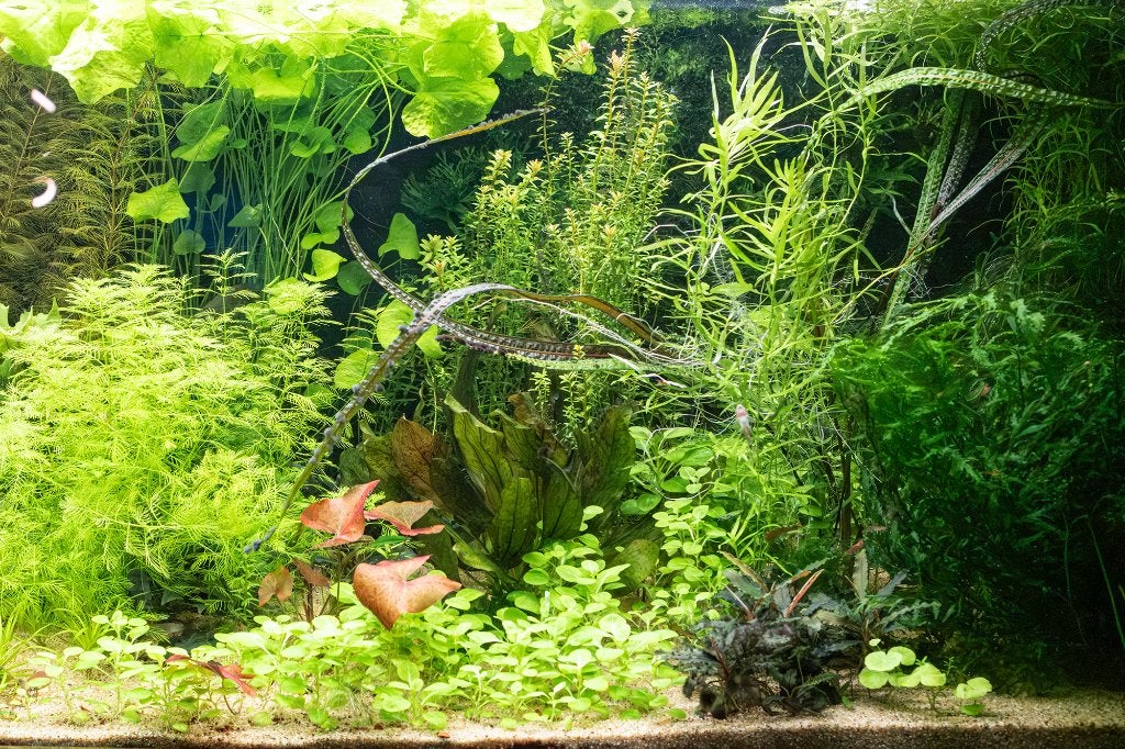 Aquariumplanten 56 stuks voor vaste prijs € 10,-ten, Ophalen, Zo goed als nieuw, Plant(en), Steen of Hout, Overige merken