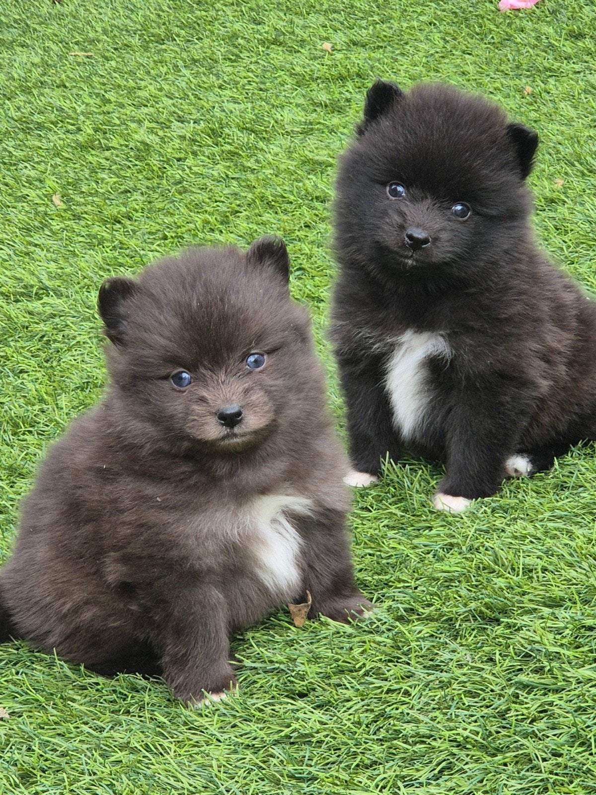 Pomsky,s, Parvo, 8 tot 15 weken, Poolhond, Meerdere