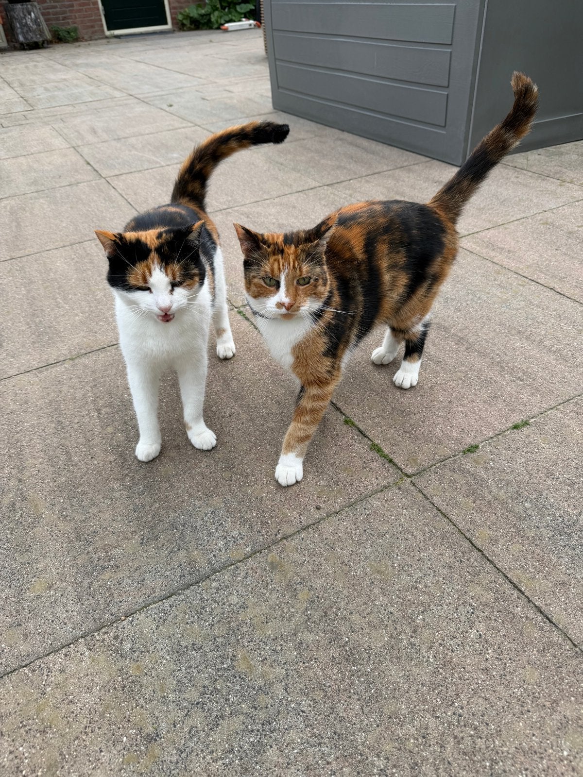Lapjes katten (poezen) gesteriliseerd zoeken gouden mandje, Dieren en Toebehoren, Meerdere dieren, Kortharig, 3 tot 5 jaar