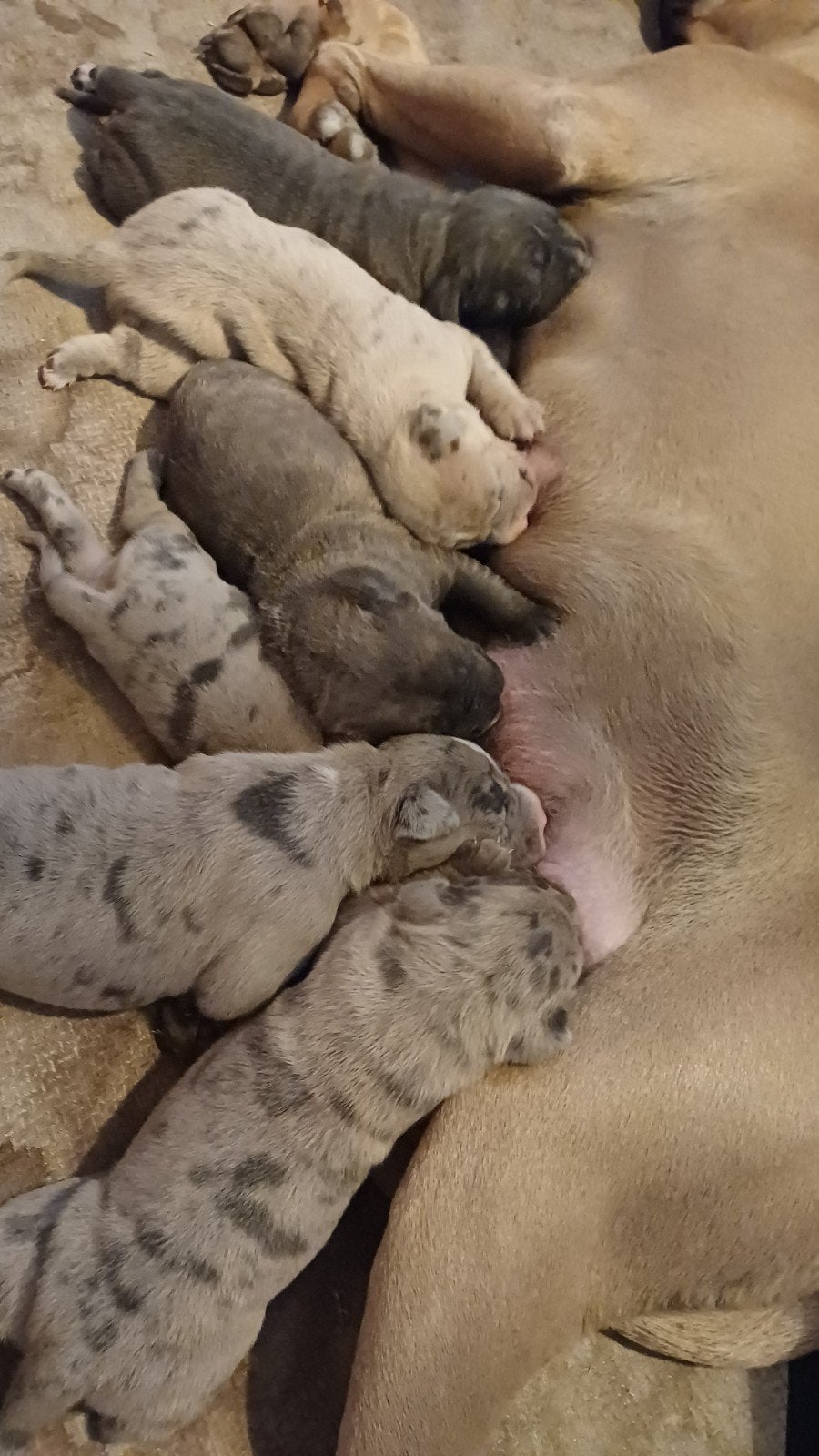 Cane corso pups blauw / isabel merle / merle american bully, Parvo, Overige rassen, 8 tot 15 weken, Meerdere