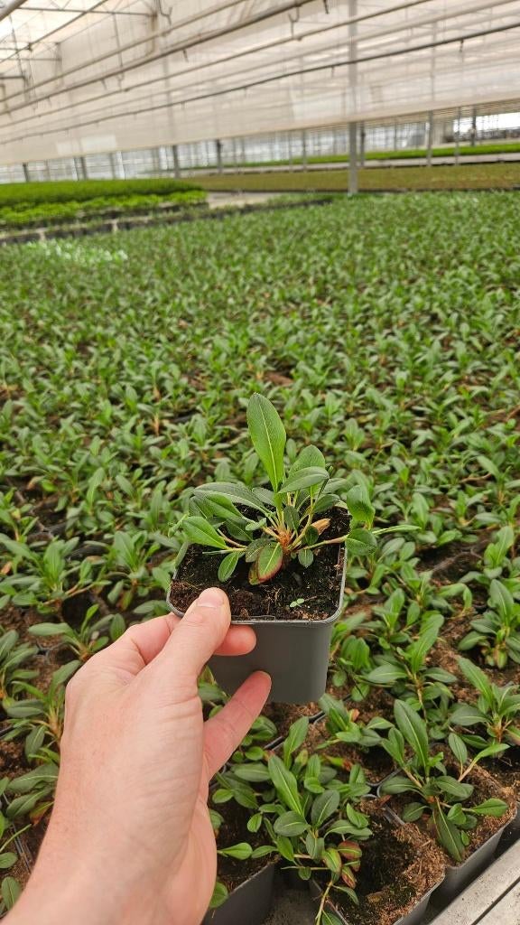 Persicaria aff Superba - Duizendknoop - vaste plant, Bodembedekkers, Volle zon, Vaste plant, Ophalen of Verzenden