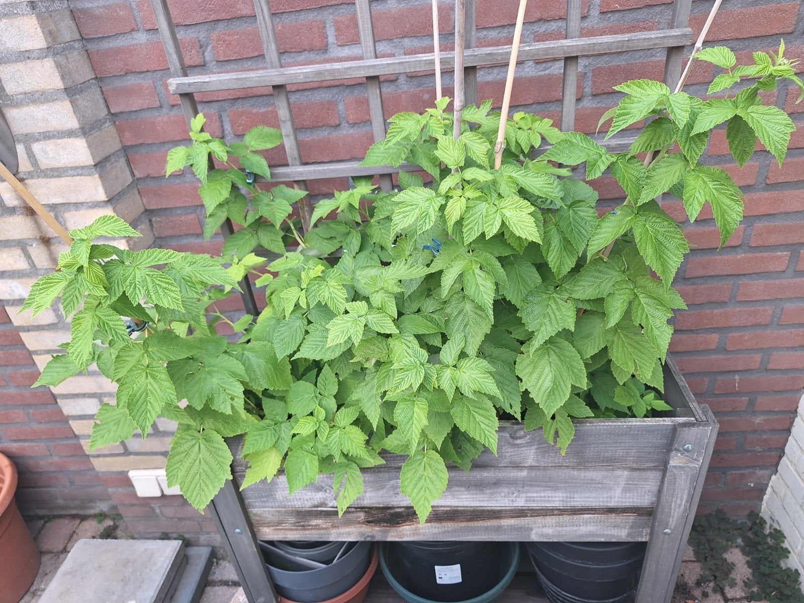Gele framboos planten en kiwibes plantje, Ophalen, Vaste plant, Halfschaduw, Zomer