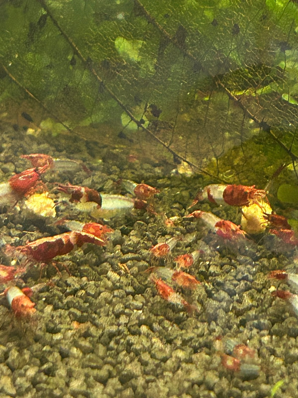 Red rili neocaridina garnalen, Kreeft, Krab of Garnaal, Zoetwatervis, Schoolvis