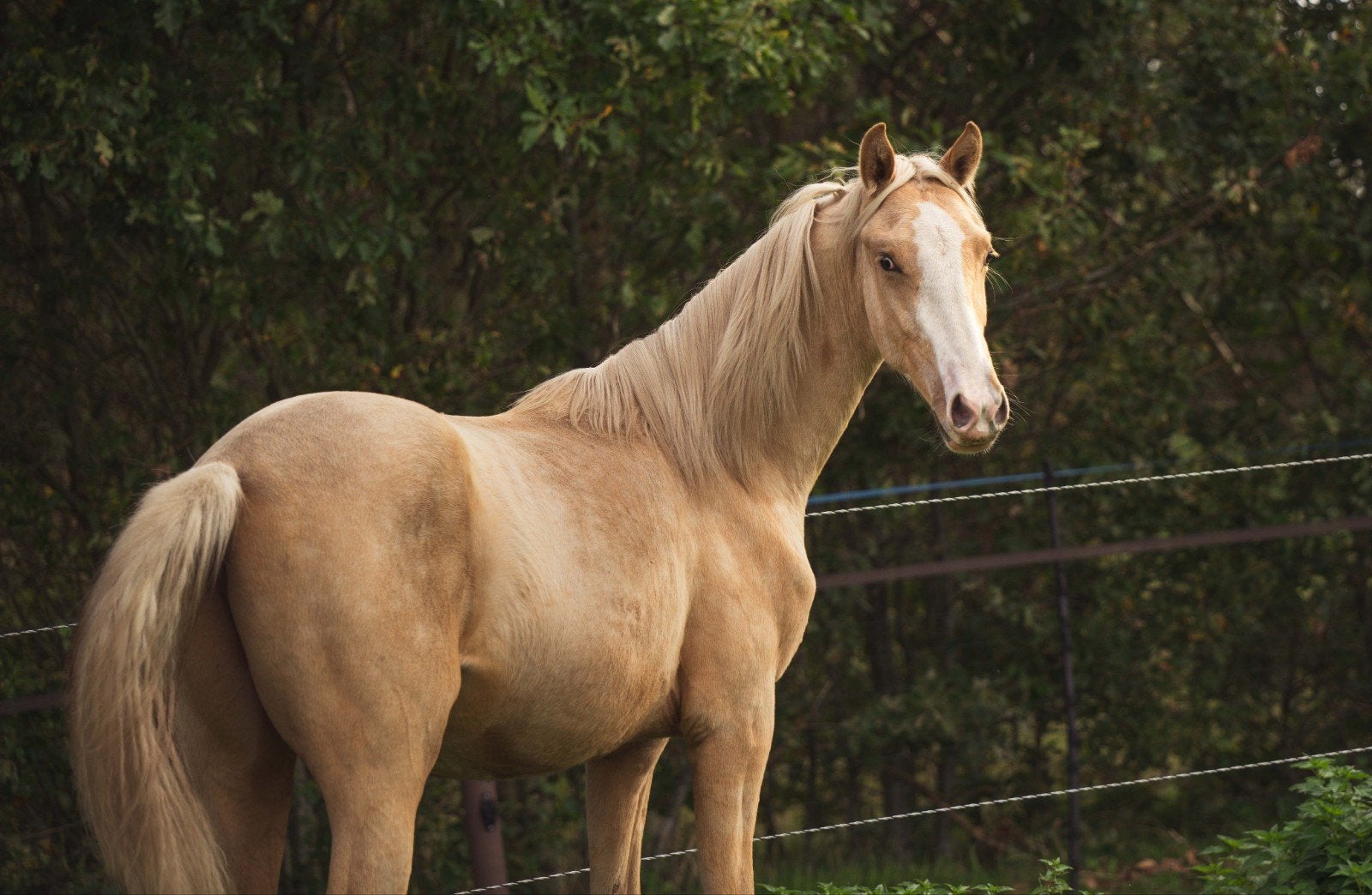 Prachtige palomino KWPN hengst (ruin)  met gouden karakter, Dieren en Toebehoren, Met stamboom, Dressuurpaard, 0 tot 2 jaar, Hengst