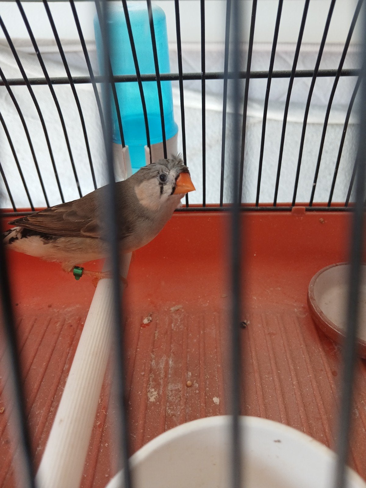 Zebravinken kuif met witte wangen uniek, Dieren en Toebehoren, Meerdere dieren, Tropenvogel