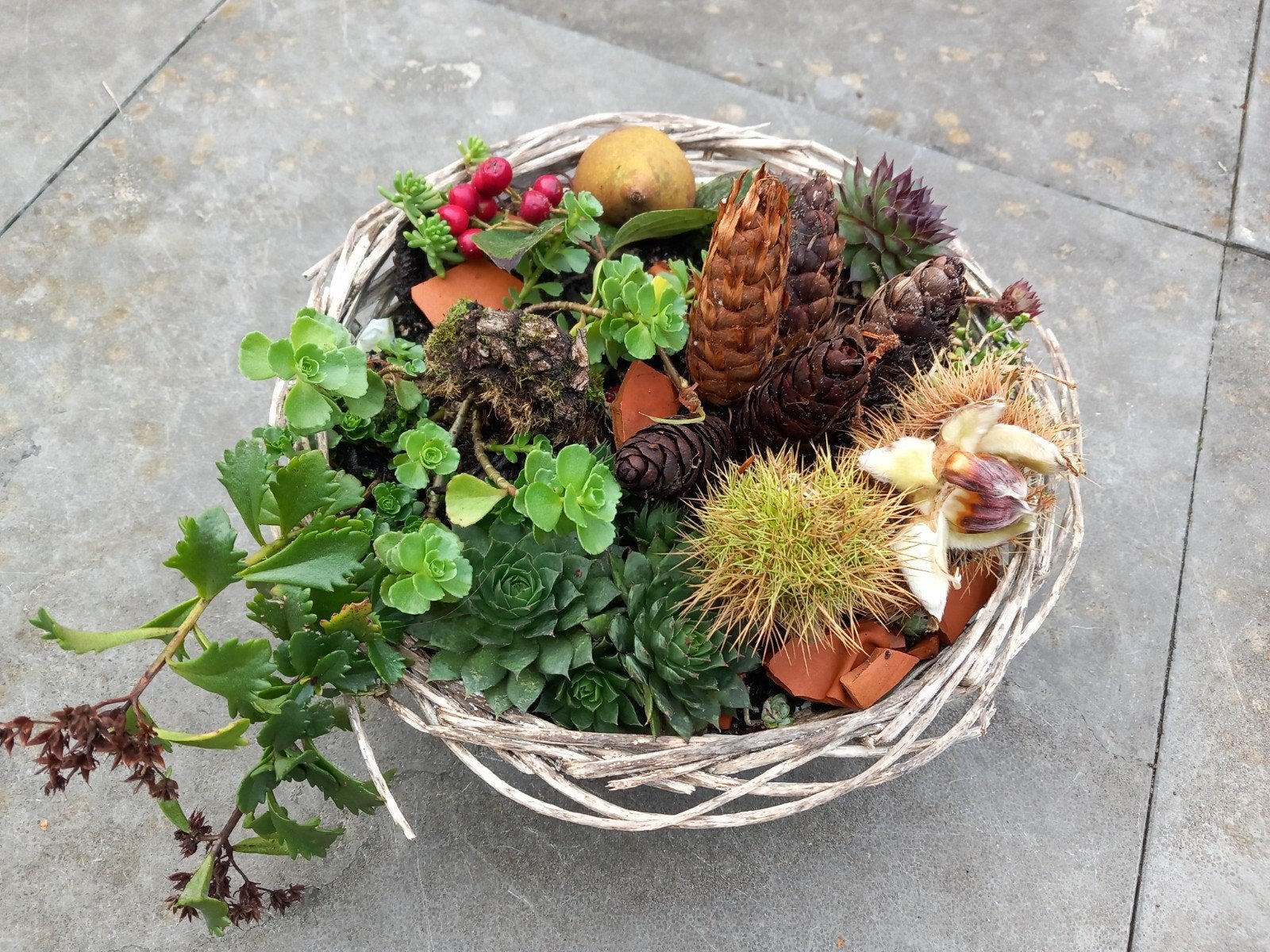 Herfst Sedum mandje, Ophalen, Overige soorten, Volle zon