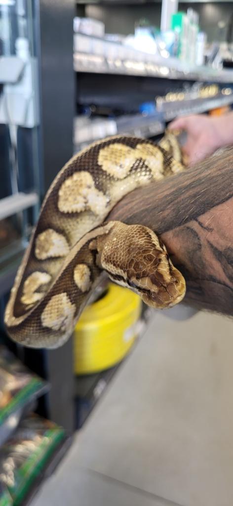 Ball python Firefly Ball Python - unknown for sale from Aquadeco