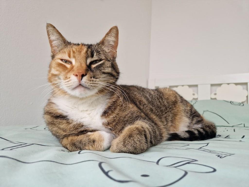 Lieve poes (4 jaar) zoekt een huisje, Poes, Kortharig, 3 tot 5 jaar