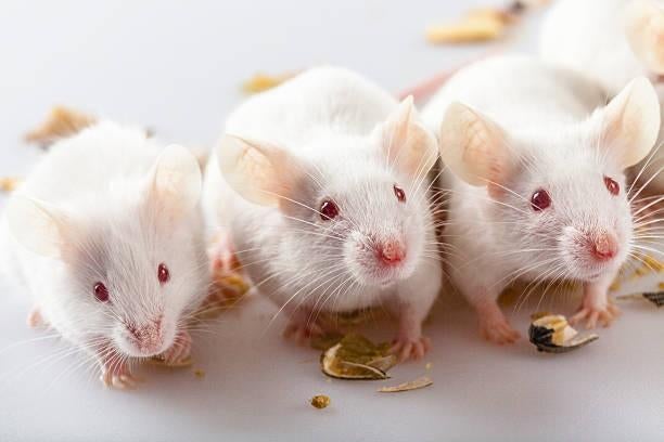 Muizen voedermuizen voedseldieren, Maart, Meerdere dieren, Muis