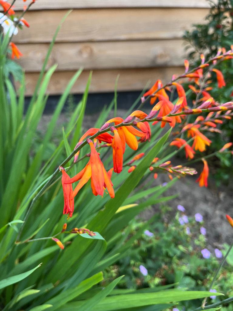 Crocosmia, Tuin en Terras, Ophalen, Vaste plant, Overige soorten, Volle zon