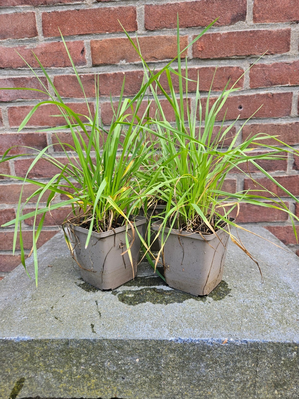 Briza media ( siergras ), Vaste plant, Siergrassen, Ophalen of Verzenden, Halfschaduw