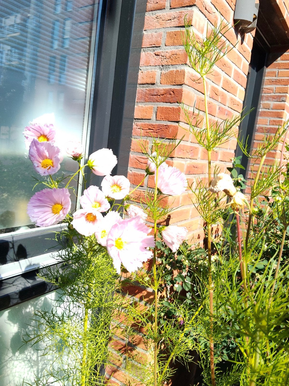 Cosmea zaden - Prachtige roze bloemen voor uw tuin, Ophalen of Verzenden, Voorjaar, Volle zon, Zaad