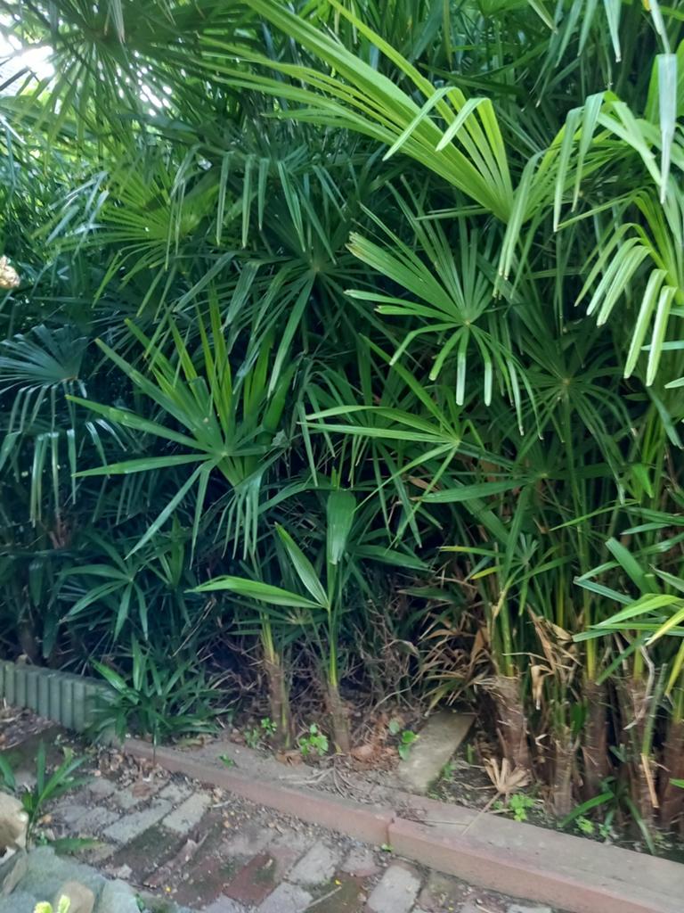 Winterharde palmboom - Trachycarpus fortunei, Overige soorten, Volle zon, Vaste plant, Ophalen of Verzenden
