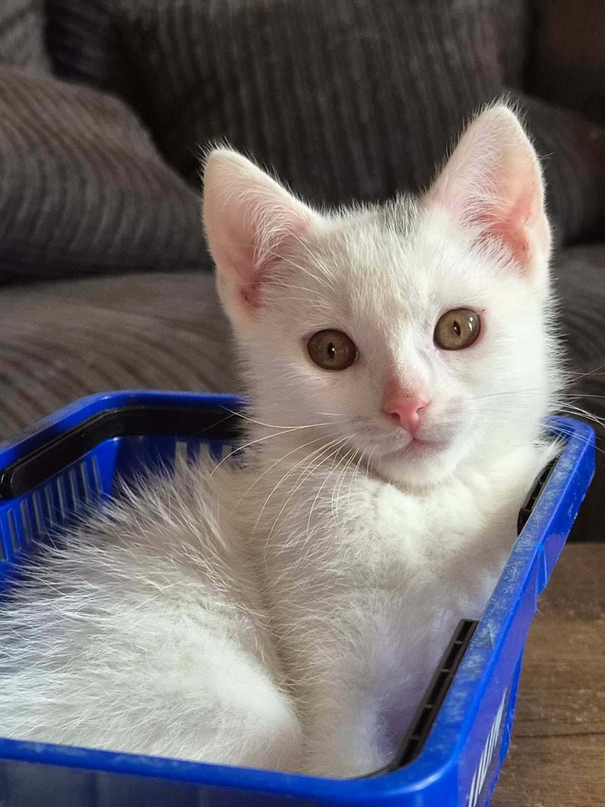 kitten kater, Dieren en Toebehoren, Meerdere dieren, Kortharig, 0 tot 2 jaar