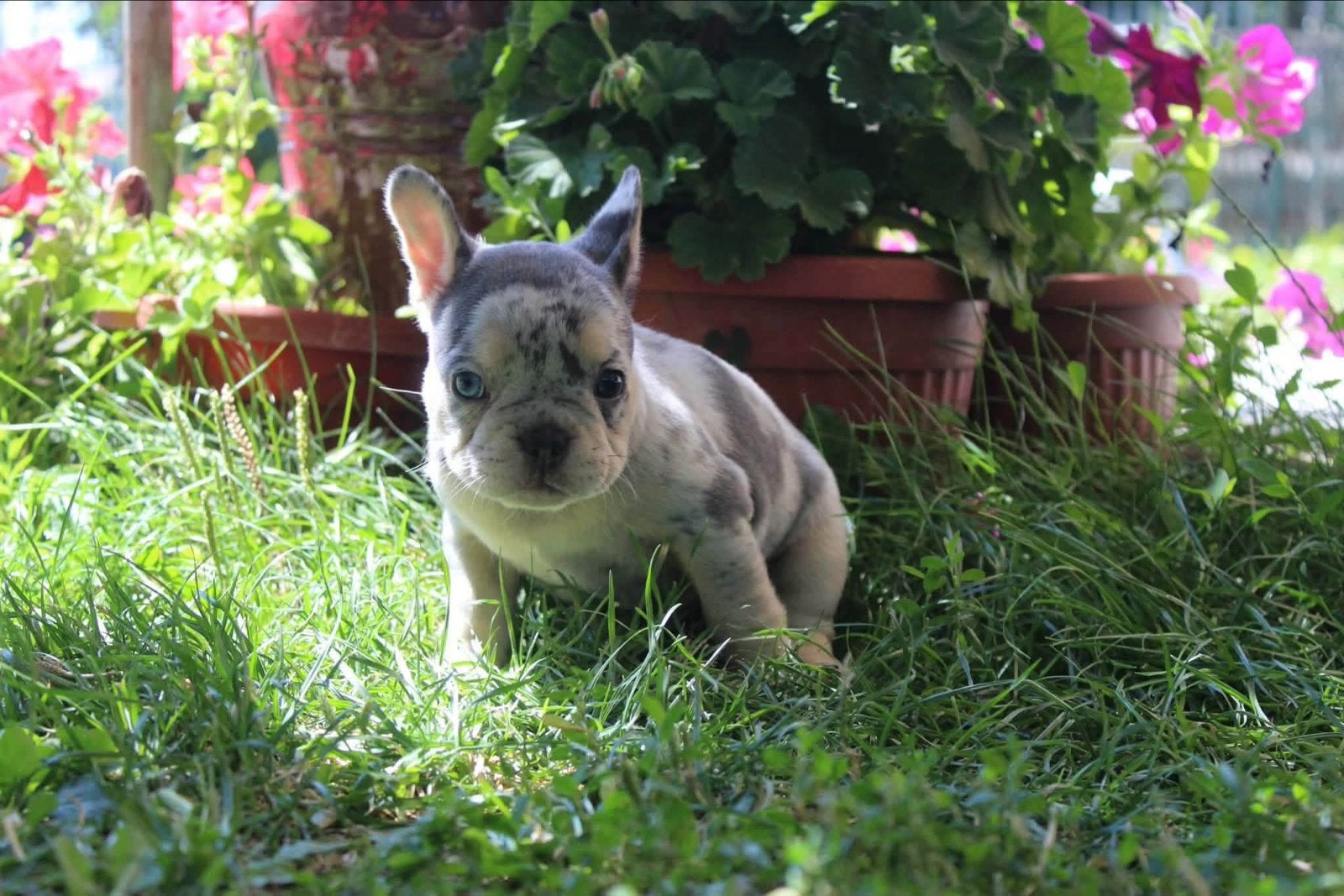 Exclusieve Franse Bulldog Pups – Topkwaliteit!, 8 tot 15 weken, Parvo, Bulldog, Meerdere