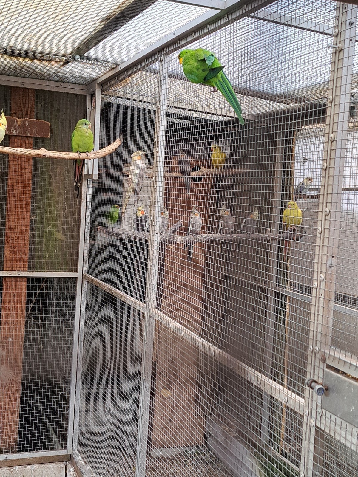 broedkoppel Barraband, Dieren en Toebehoren, Vogels | Parkieten en Papegaaien, Meerdere dieren, Parkiet