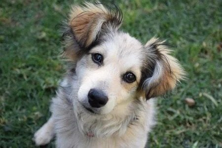 GEZOCHT: Kokoni hondje, Dieren en Toebehoren, 8 tot 15 weken, Eén hond, Nederland, Particulier