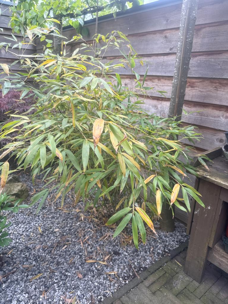 Reuzen bamboe - Grote en sterke bamboeplant, Ophalen, Vaste plant, Siergrassen, Bloeit niet
