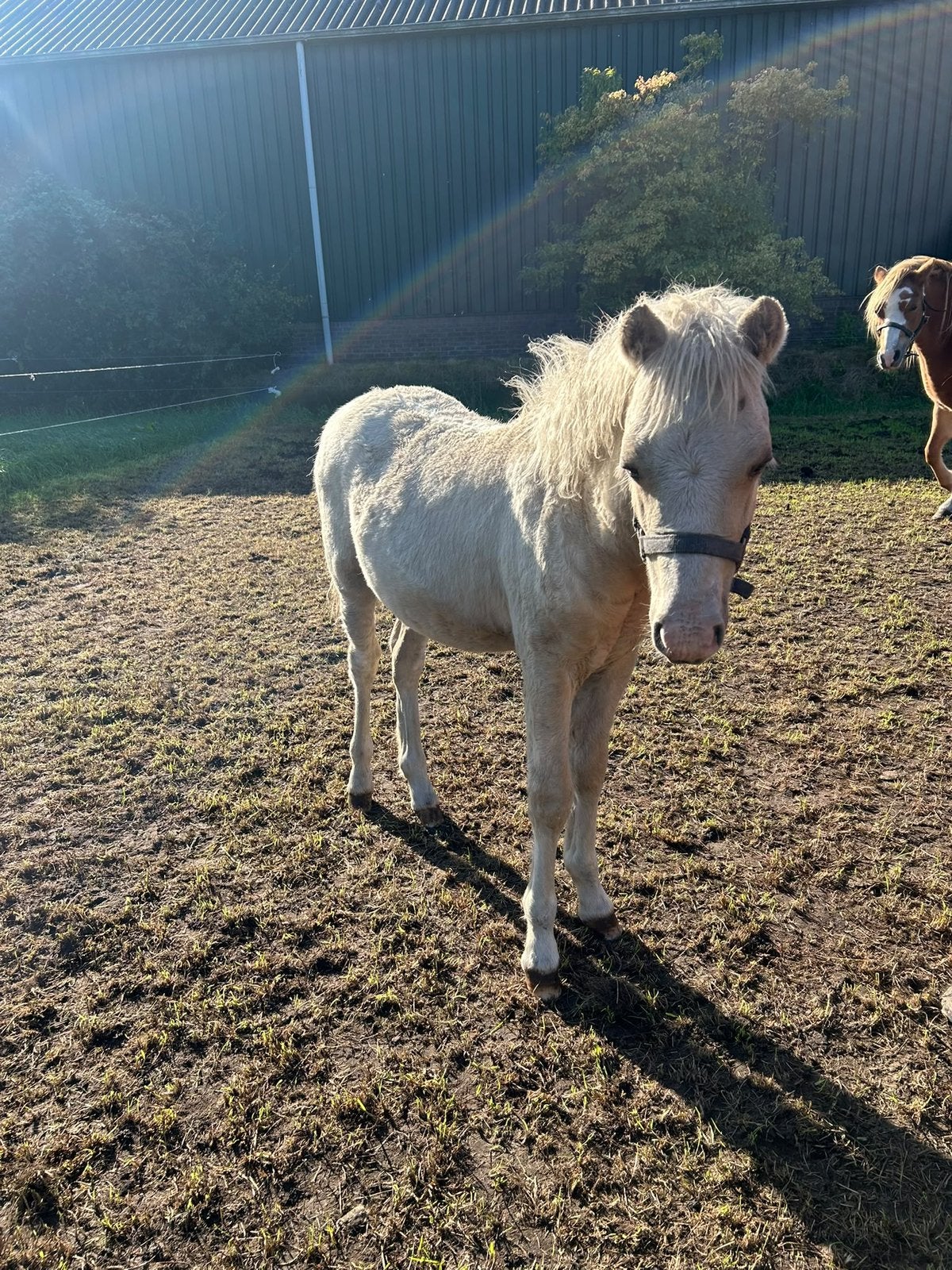 Mooi welsh a palomino hengstveulen, Dieren en Toebehoren, Hengst