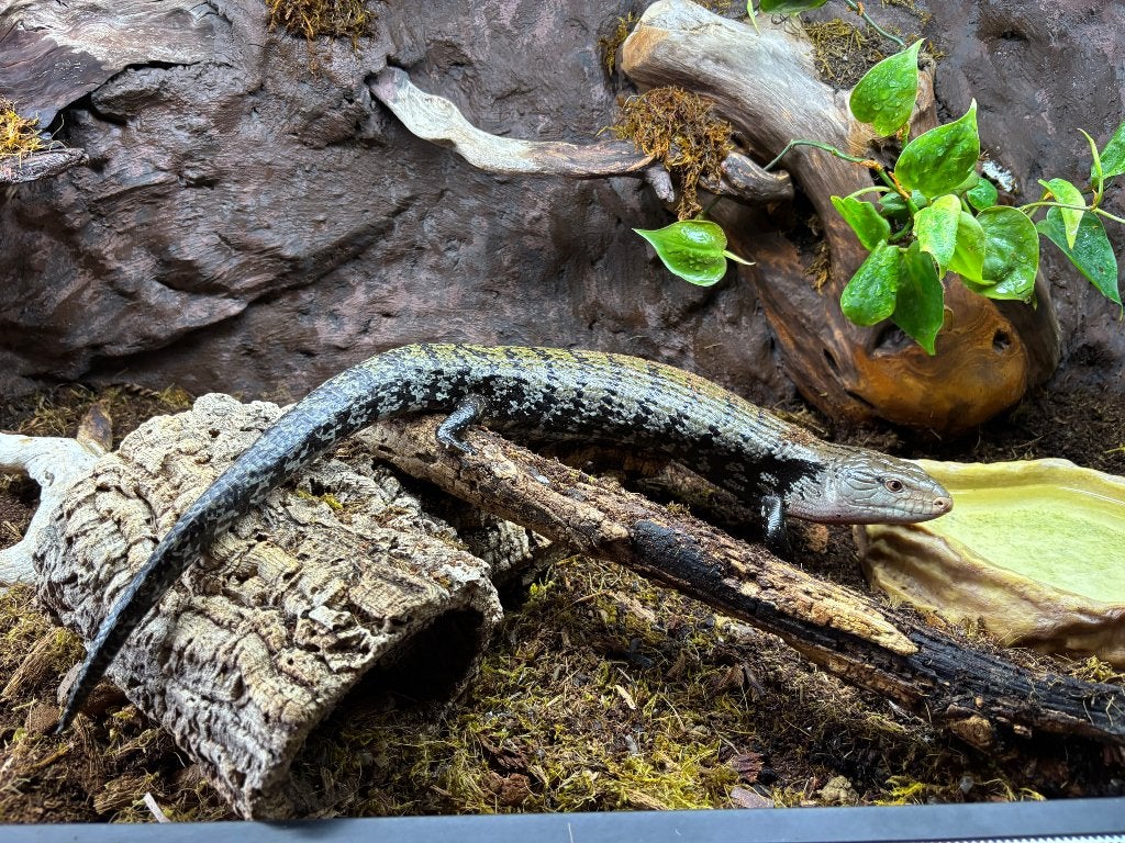 Blauwtongskink+terrarium Blue Tongue Skink - male for sale from Jesse van Prooijen