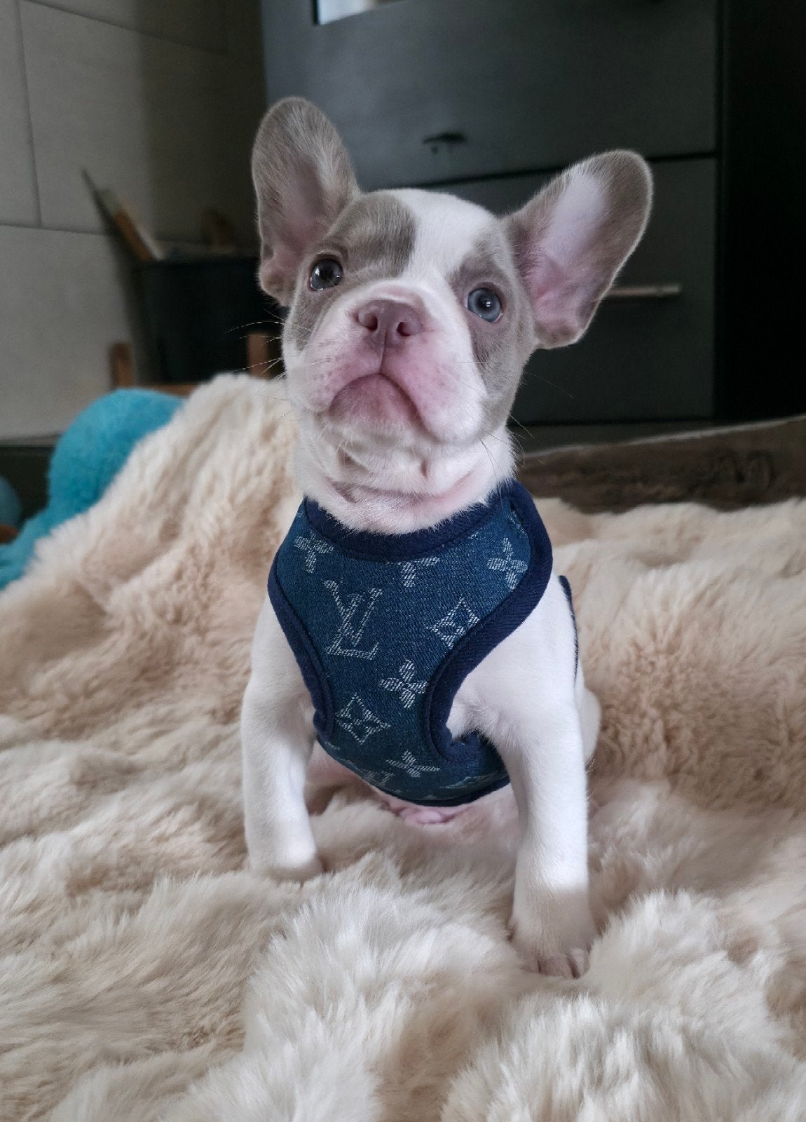 🥰 Prachtige raszuivere isabella kleur Franse Bulldog pups🥰, Dieren en Toebehoren, CDV (hondenziekte), 8 tot 15 weken, Bulldog