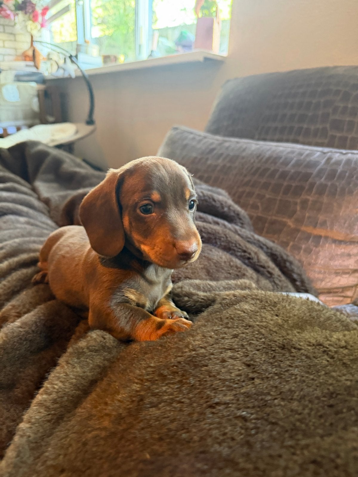 Onze 2 dwerg teckel pups reutjes beer en mini, Reu, 8 tot 15 weken, Korthaar, Dwerg