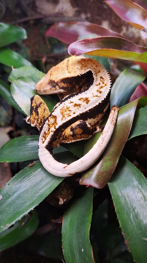 Wimpergekko vrouw, Tricolor full pinstripe. Proven