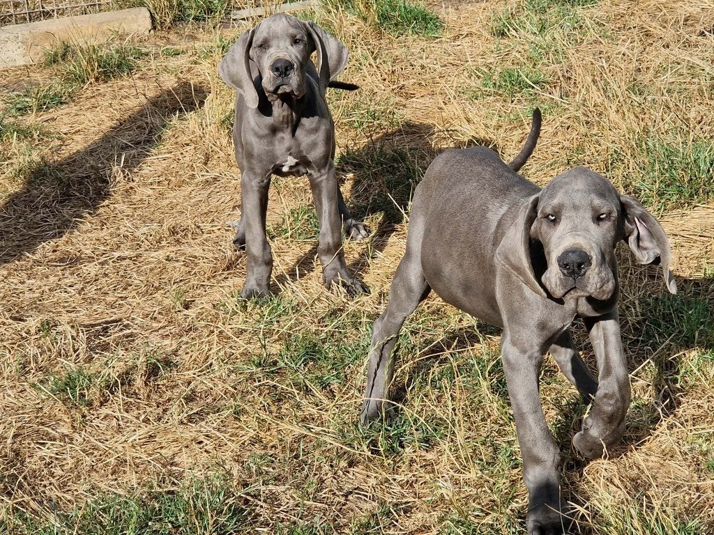 duitse dog pups blauw en zwart, Dieren en Toebehoren, België, 15 weken tot 1 jaar, Overige rassen, Parvo