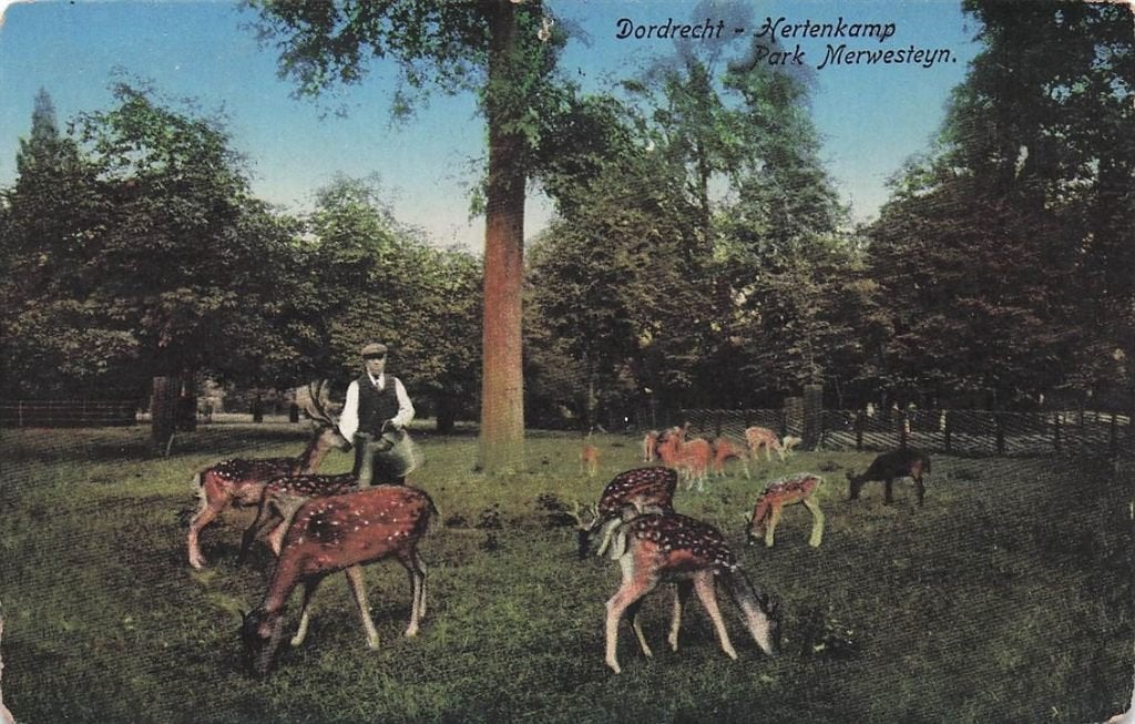 703-361-001 Dordrecht Hertenkamp Park Merwesteyn, Verzenden, Voor 1920, Zuid-Holland